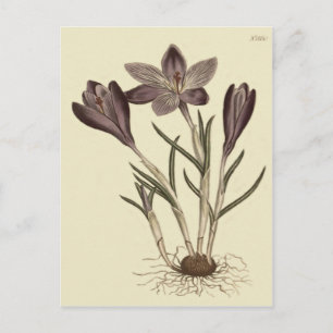 Large Purple Spring Crocus Botanical Illustration Postcard