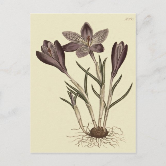 Large Purple Spring Crocus Botanical Illustration Postcard (Front)