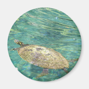 large river turtle swimming magnet