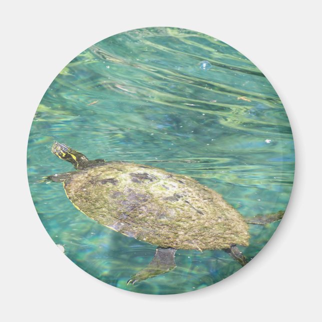 large river turtle swimming magnet (Front)