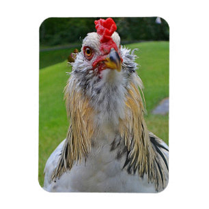 Large Rooster Magnet