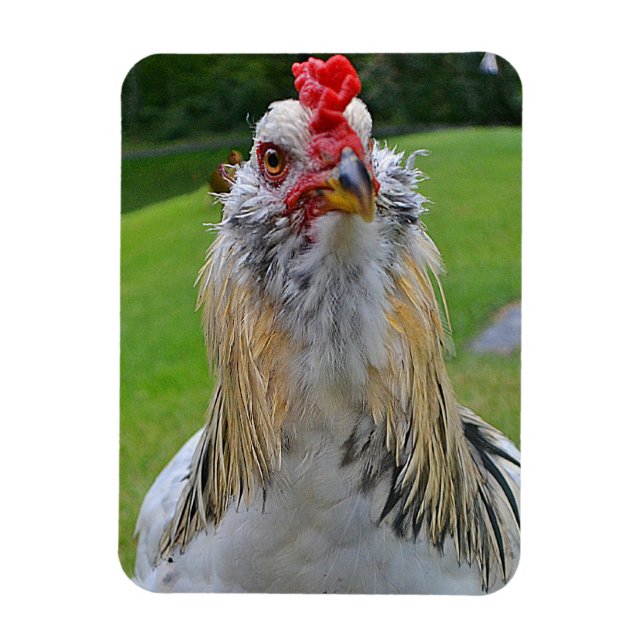 Large Rooster Magnet (Vertical)