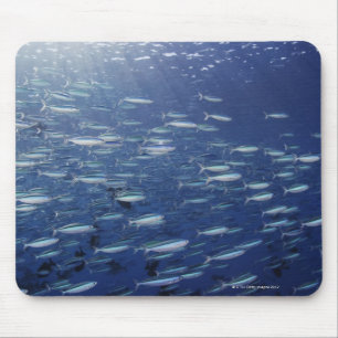 Large school of bluestreak fusiliers mouse pad