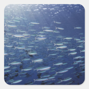 Large school of bluestreak fusiliers square sticker