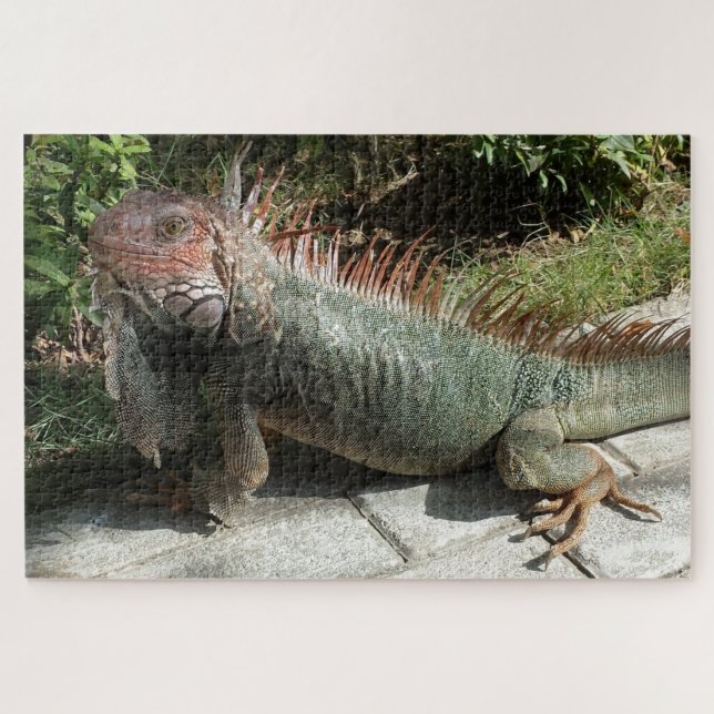 Large South American Lizard Iguana Photo Designed Jigsaw Puzzle (Horizontal)