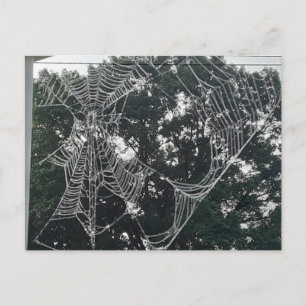 large spider web postcard