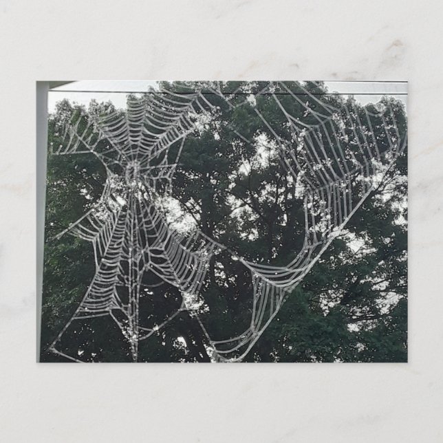 large spider web postcard (Front)