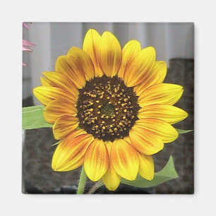 Large Sunflower design - round or square Magnet
