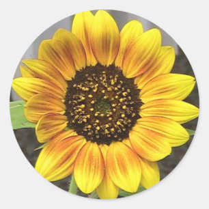 Large Sunflower Round Classic Round Sticker