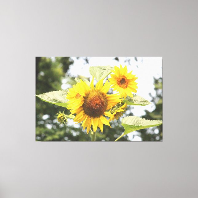 Large Sunflowers Canvas Print (Front)