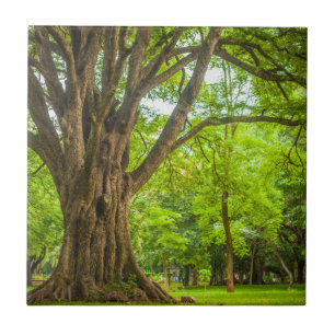 Large Tree in the Park Ceramic Tile