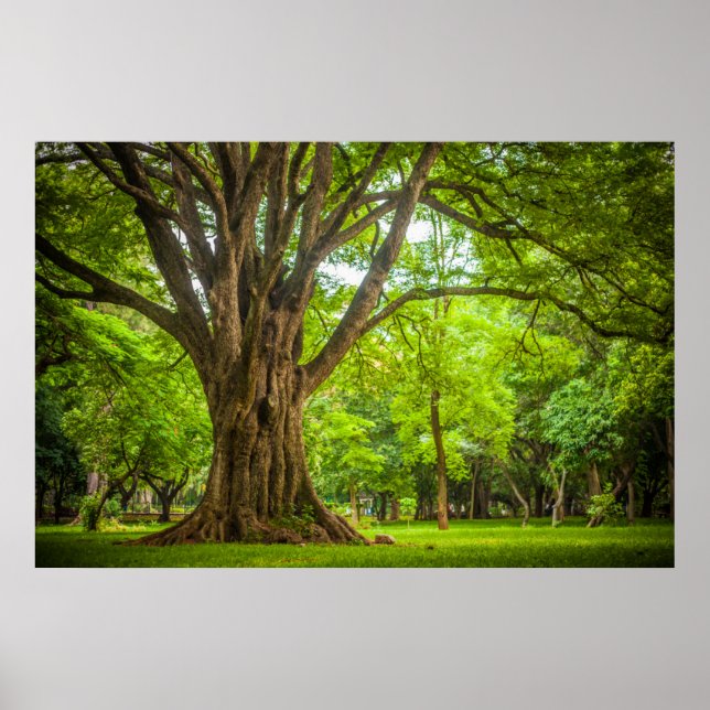 Large Tree in the Park Poster (Front)