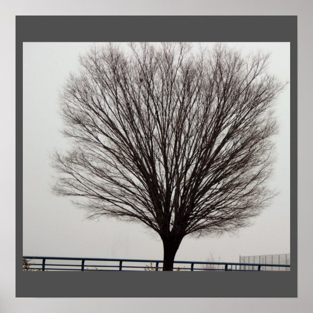 Large Tree Photo Poster (Front)
