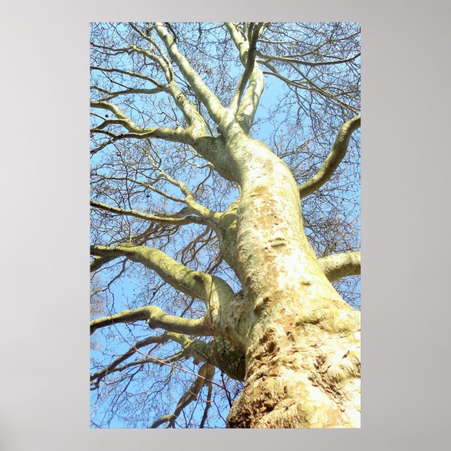 Large Tree with many branches in the sky, Nature Poster (Front)