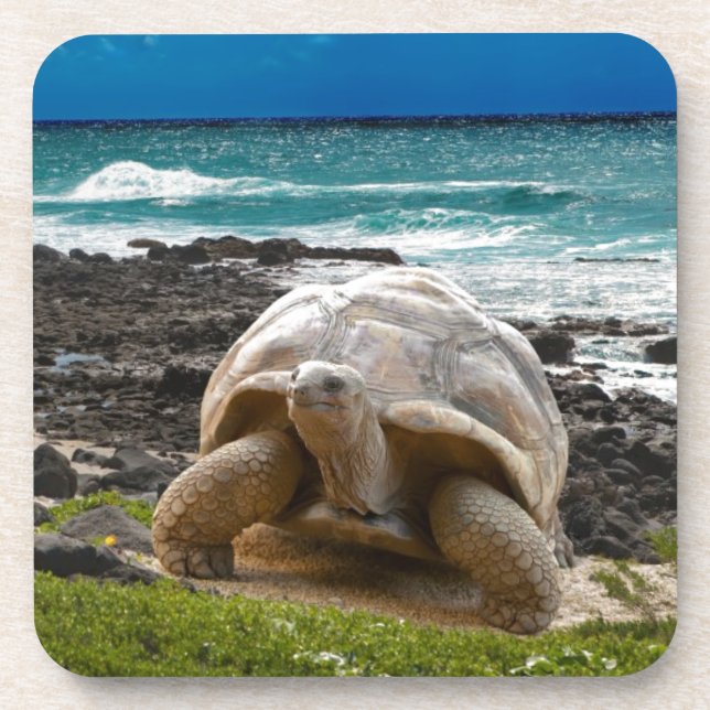 Large turtle at the sea edge coaster (Front)