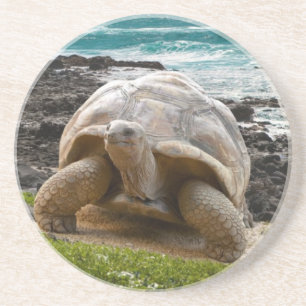 Large turtle at the sea edge coaster