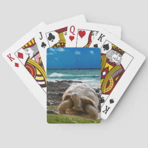 Large turtle at the sea edge playing cards