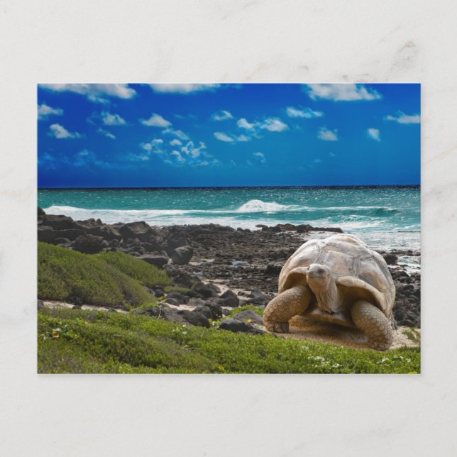 Large turtle at the sea edge postcard (Front)