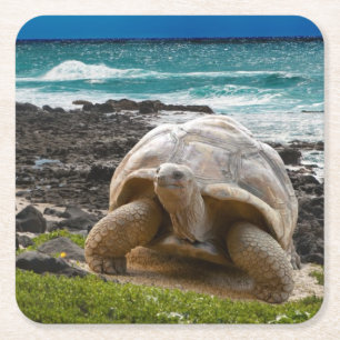 Large turtle at the sea edge square paper coaster
