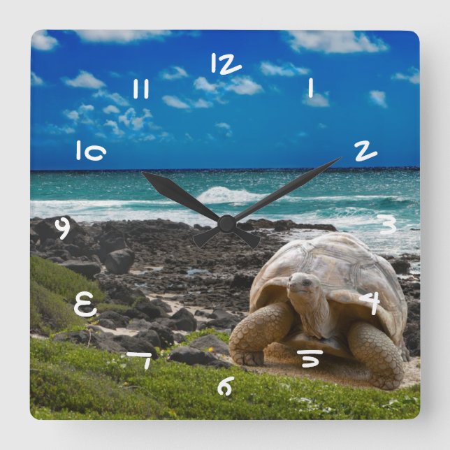 Large turtle at the sea edge square wall clock (Front)