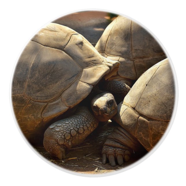 LARGE TURTLES ON A CERAMIC KNOB (Front)