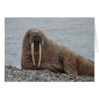 Large Walrus on Rocks
