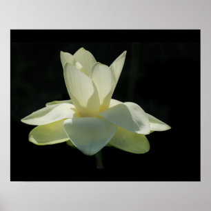 Large White Lotus Flower Poster