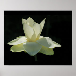 Large White Lotus Flower Poster