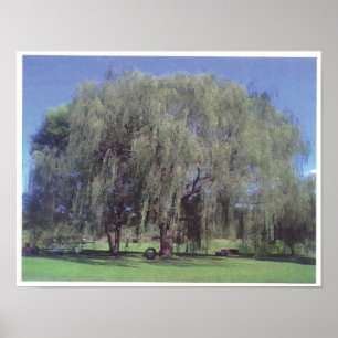 Large Willow Tree Poster