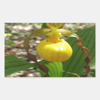 Large Yellow Lady Slipper Cypripedium Rectangular Sticker