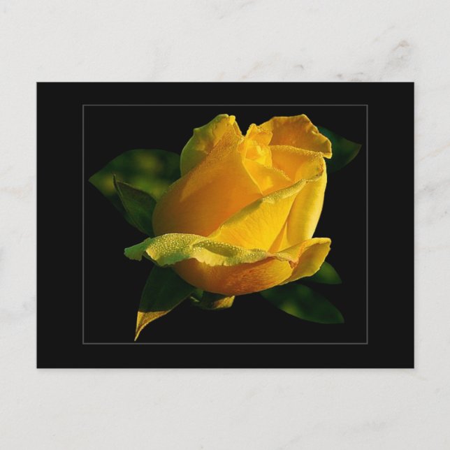 Large Yellow Rose Postcard (Front)