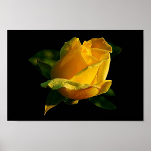 Large Yellow Rose Poster
