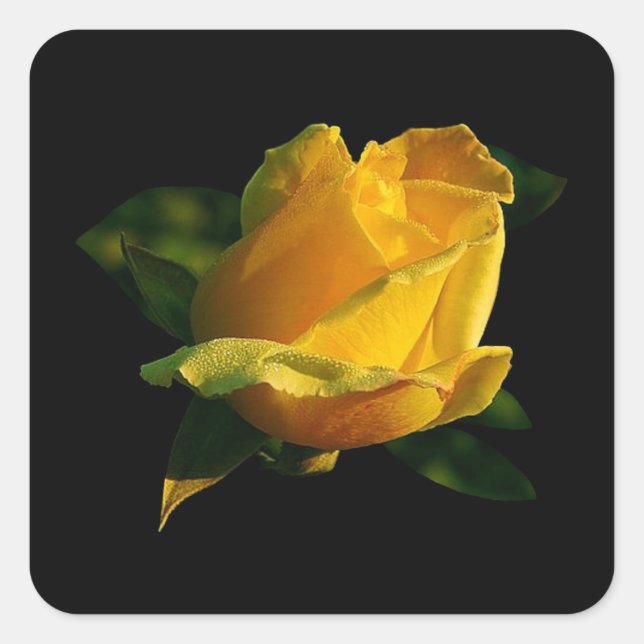 Large Yellow Rose Square Sticker (Front)