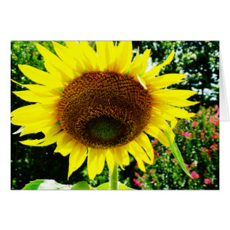 Large yellow Sunflower