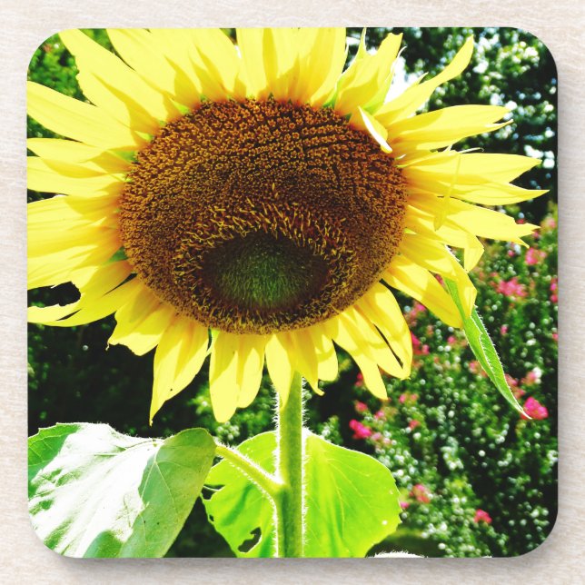 Large yellow Sunflower Coaster (Front)