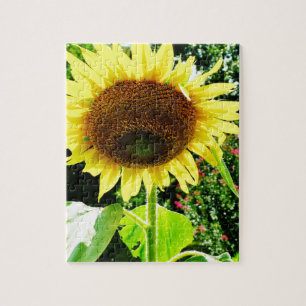 Large yellow Sunflower Jigsaw Puzzle