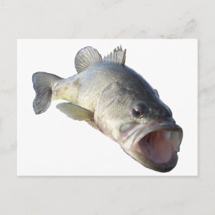 Largemouth Bass fish Postcard