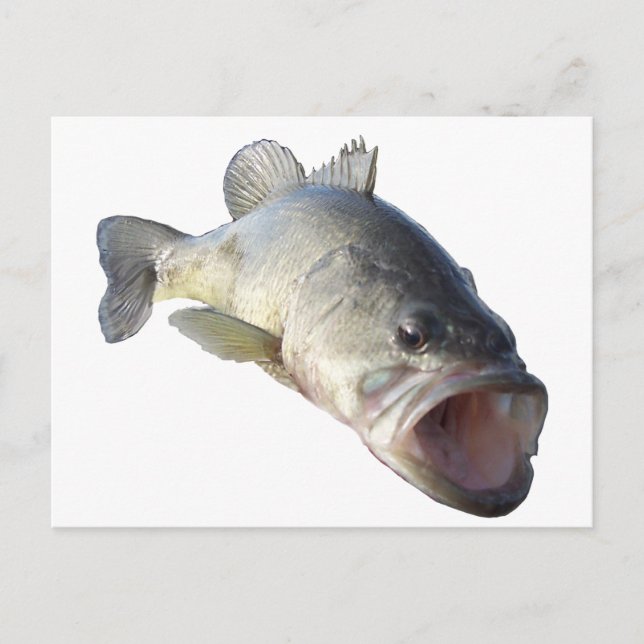 Largemouth Bass fish Postcard (Front)