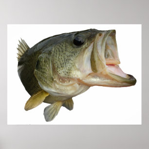Largemouth Bass fish Poster