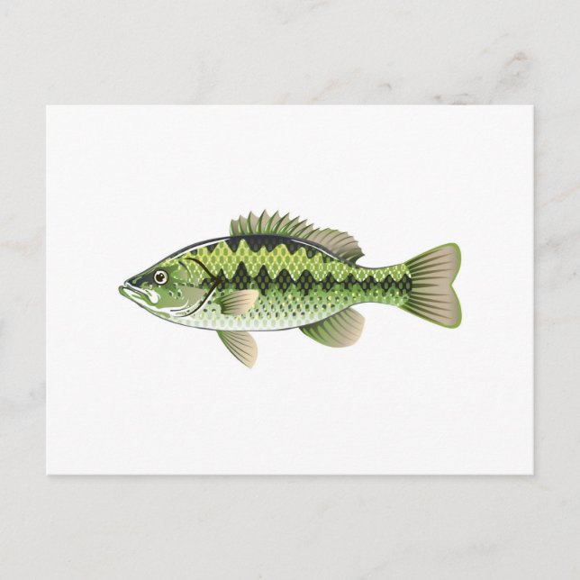 Largemouth Spotted Green American Bass Vector Postcard (Front)