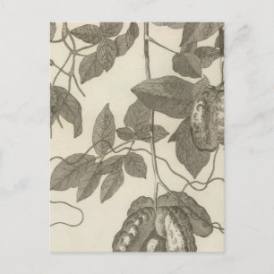 Larger View of the Female Liane of Chilli Postcard