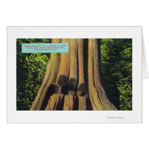 Largest Recorded Tree in BC 1896 Cedar Tree