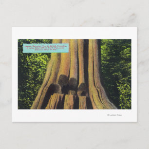 Largest Recorded Tree in BC 1896 Cedar Tree Postcard