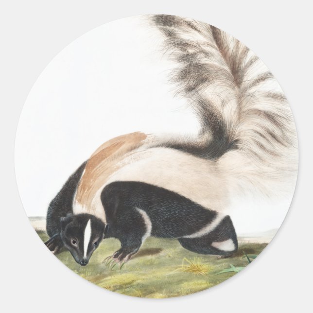 LargeTailed Skunk Mephitis macroura Illustration Classic Round Sticker (Front)