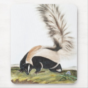 LargeTailed Skunk Mephitis macroura Illustration Mouse Pad