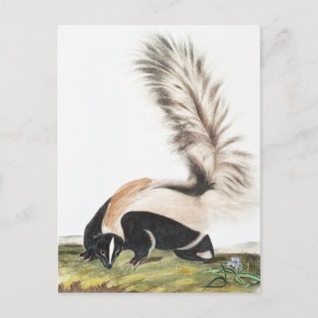 LargeTailed Skunk Mephitis macroura Illustration Postcard (Front)