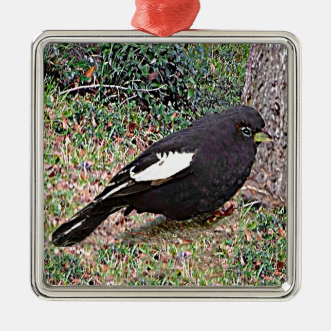Lark Bunting (Colorado) Metal Ornament (Front)