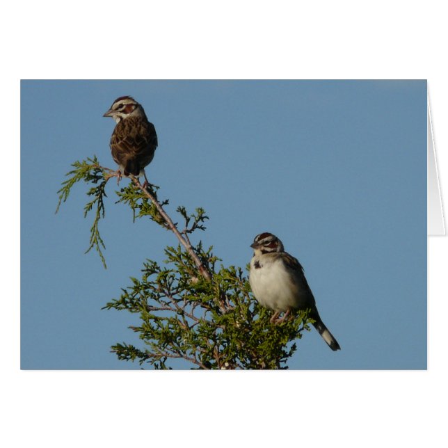 Lark Sparrow (Front Horizontal)