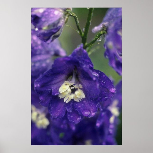Larkspur, (Delphinium Hybride) flowers Poster (Front)