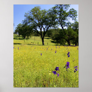 Larkspur Field, Fence Poster